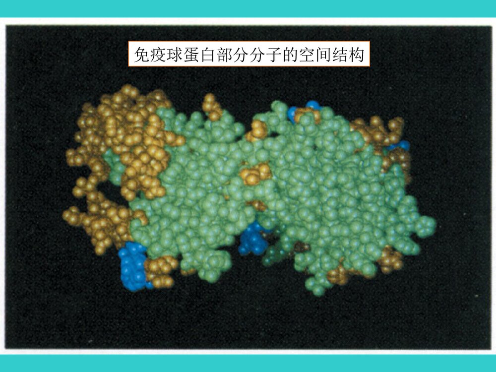 生物化学 第二章 蛋白质化学式课件PPT下载8