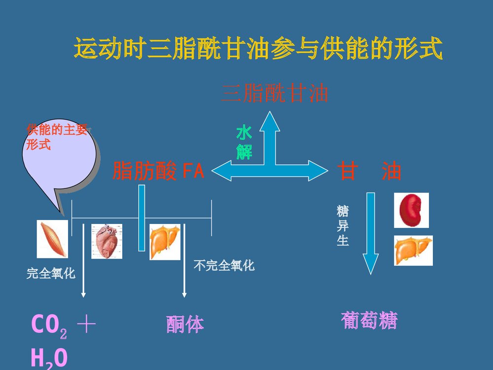 第六章 运动与脂代谢PPT化学课件（共44页）5