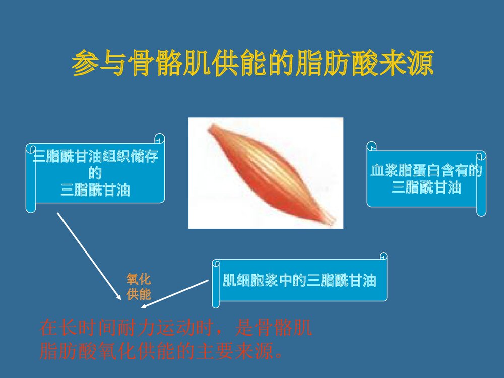 第六章 运动与脂代谢PPT化学课件（共44页）6