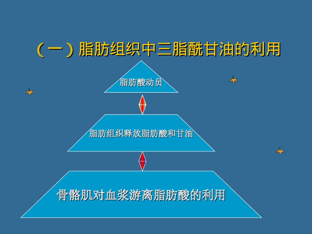 第六章 运动与脂代谢PPT化学课件（共44页）8