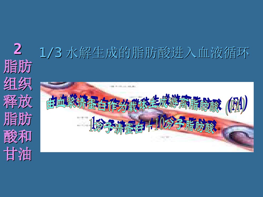 第六章 运动与脂代谢PPT化学课件（共44页）10