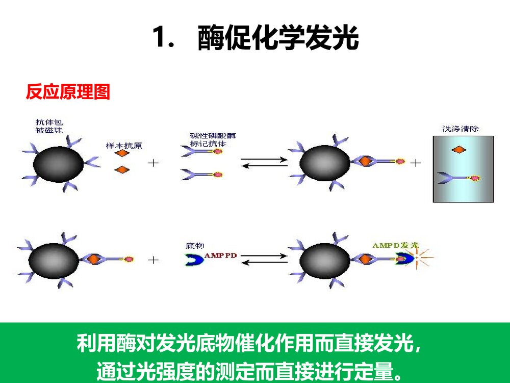 化学发光免疫检测PPT课件下载(共21页)7