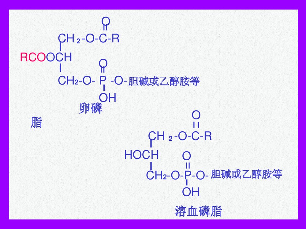 生物化学-第8章-脂代谢的PPT课件下载(共121页)5