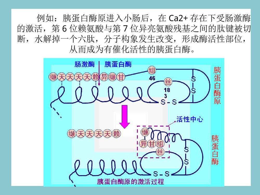 酶的化学本质及组成PPT课件下载(共28页)7