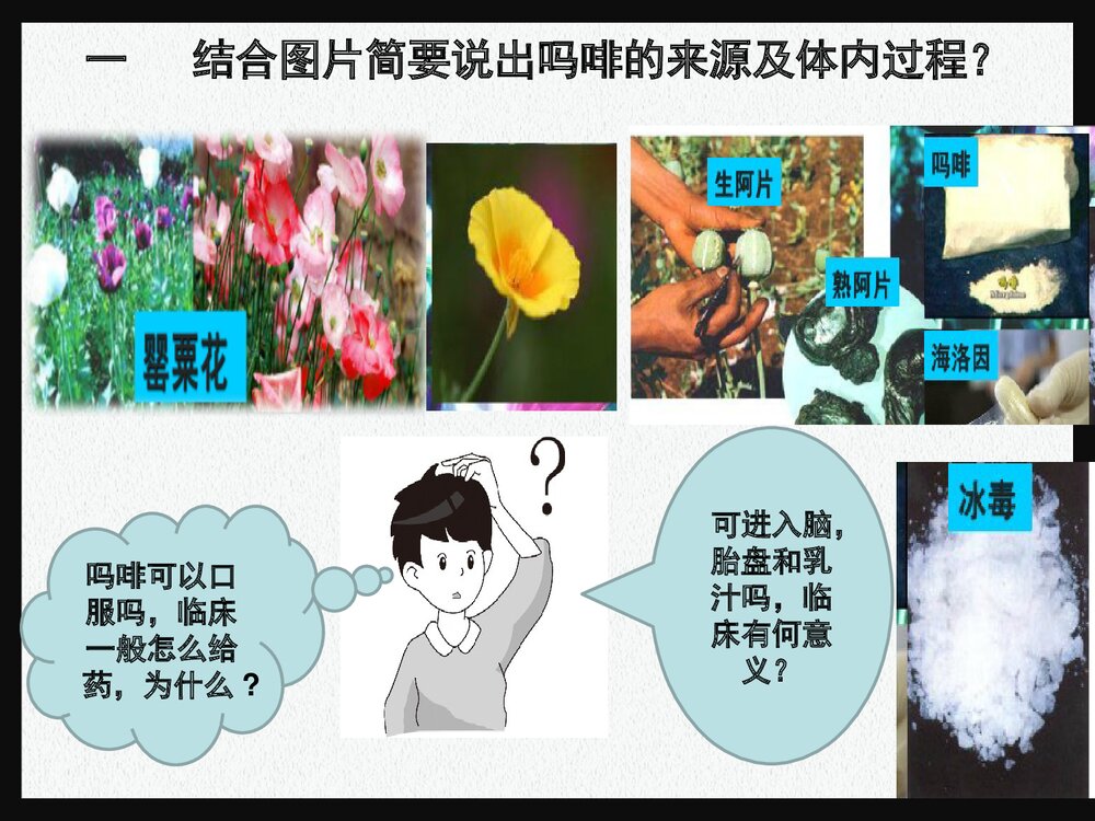药物化学 第八章 镇痛要《第一节 阿片受体激动药吗啡》PPT课件下载6