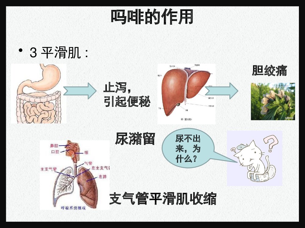 药物化学 第八章 镇痛要《第一节 阿片受体激动药吗啡》PPT课件下载9