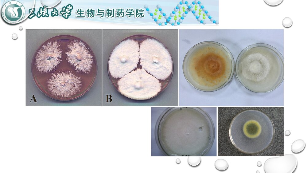 天然产物化学介绍PPT课件下载(共16页)9