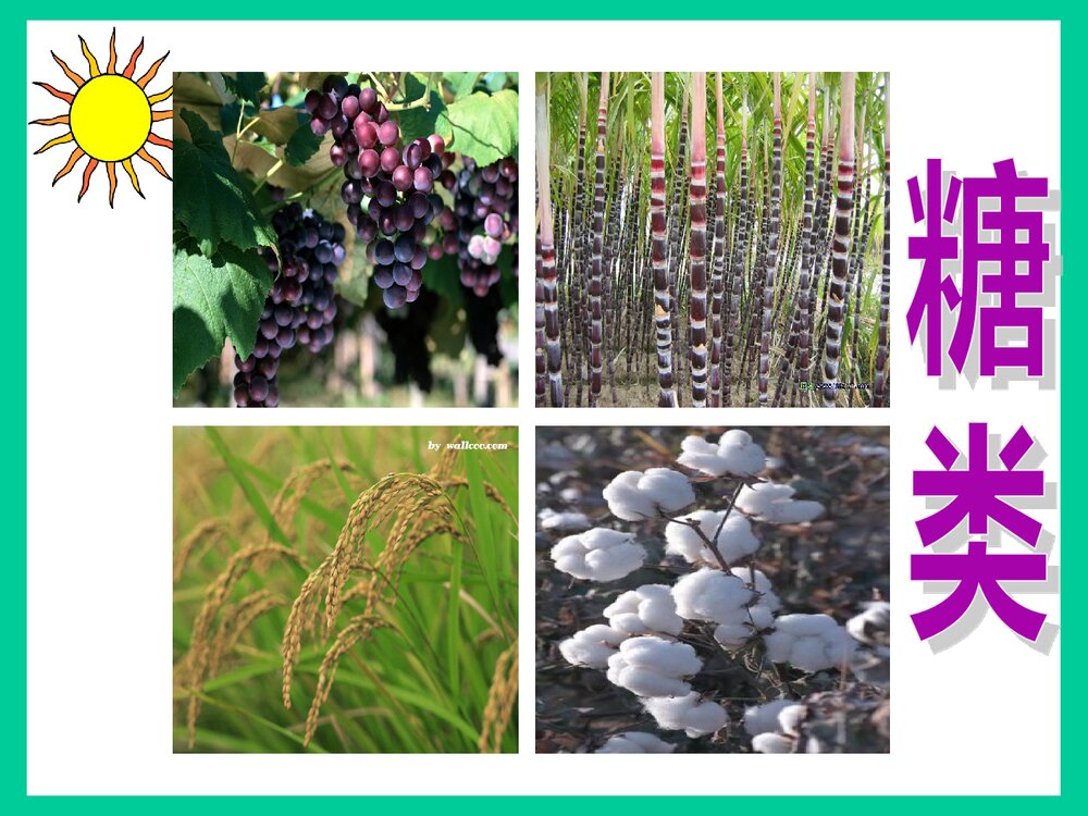 高中化学必修二第三章《第四节 基本营养物质 糖类》精品PPT课件下载2