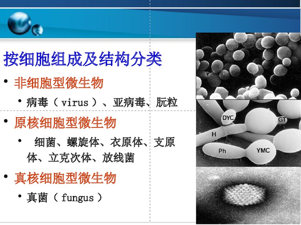 临床微生物学与检验PPT课件下载3