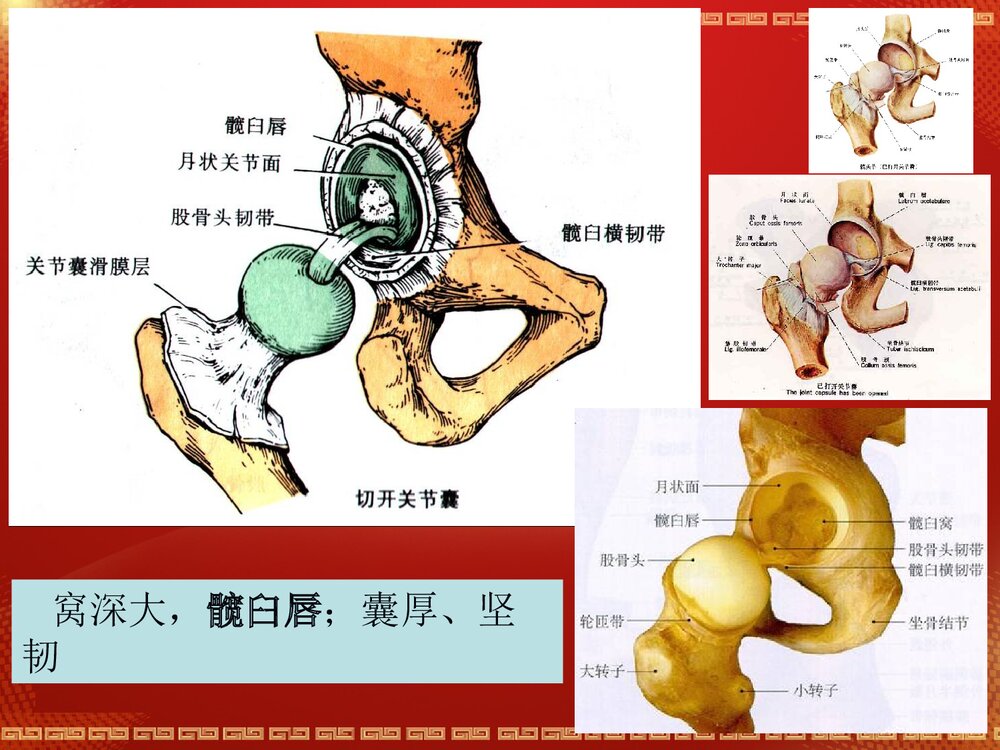 股骨头坏死解剖篇PPT课件3
