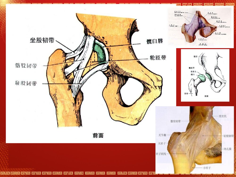 股骨头坏死解剖篇PPT课件4
