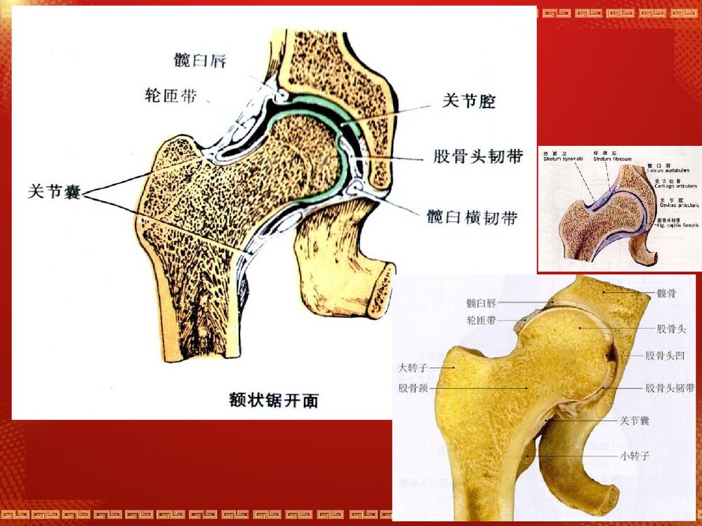 股骨头坏死解剖篇PPT课件5