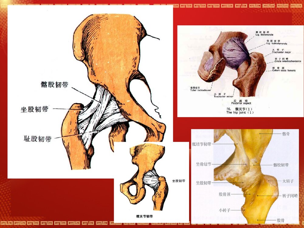 股骨头坏死解剖篇PPT课件6