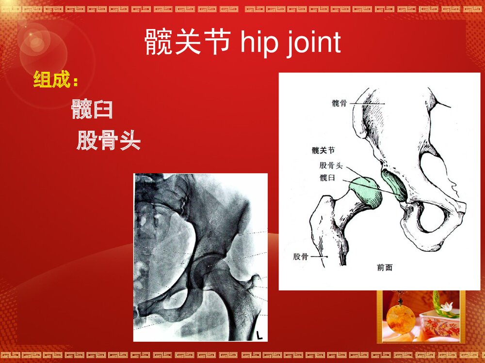 股骨头坏死解剖篇PPT课件7