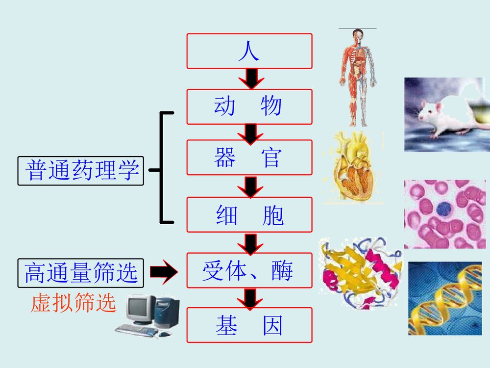 药物化学第七版PPT课件(孙铁民)10