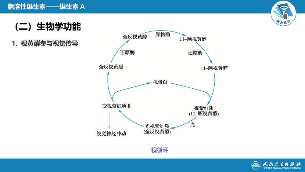 《第二十章 维生素》生物化学及分子生物学PPT优秀课件8