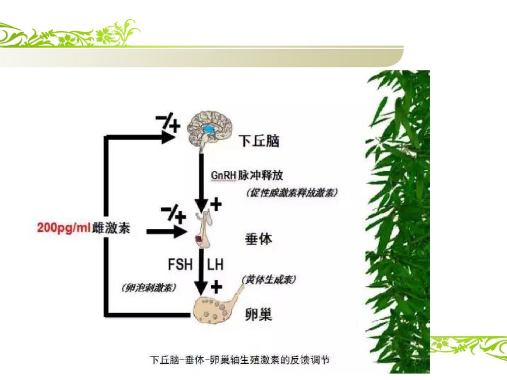 解读性激素六项课件PPT下载3