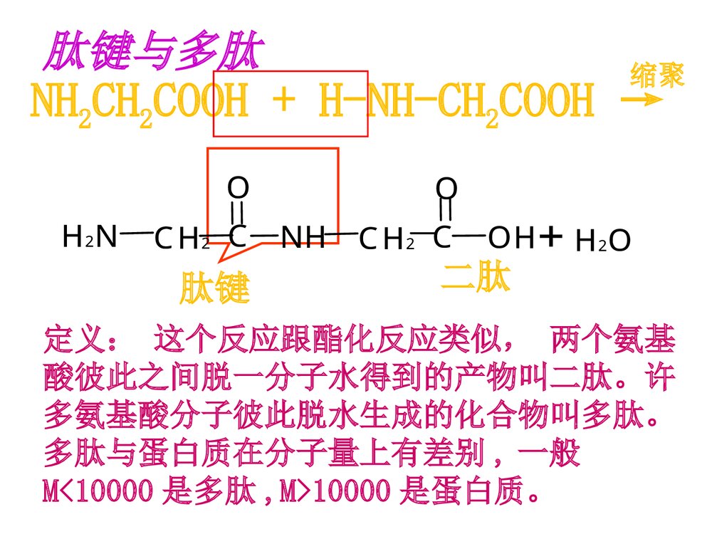 高中化学选修1《第一章 第三节 生命的基础·蛋白质》PPT课件下载10