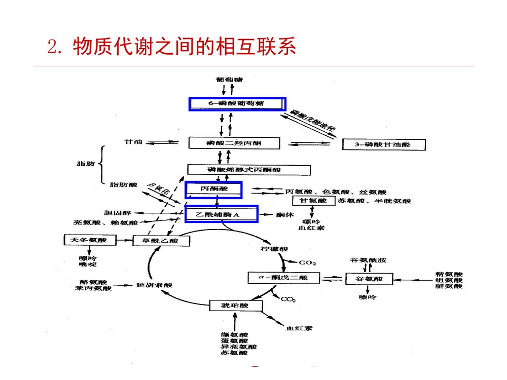 《生物化学 十三章 代谢的调节控制》PPT课件·王镜岩3