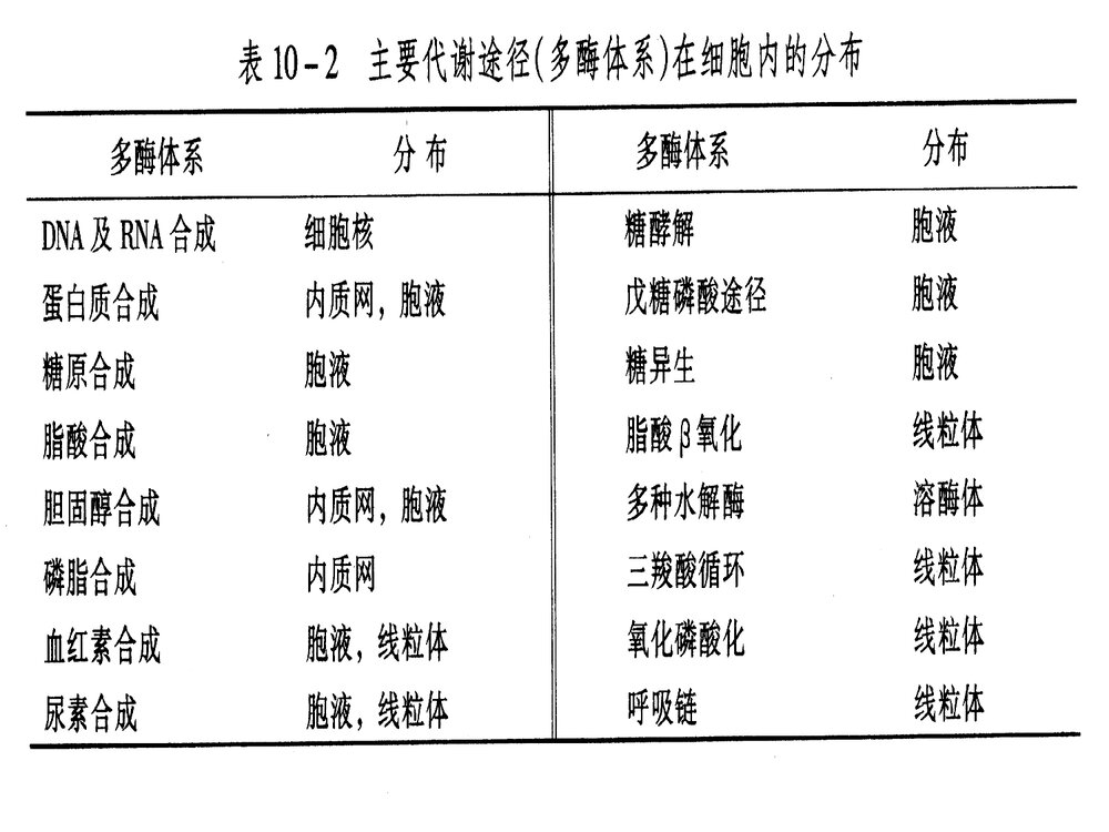 《生物化学 十三章 代谢的调节控制》PPT课件·王镜岩6