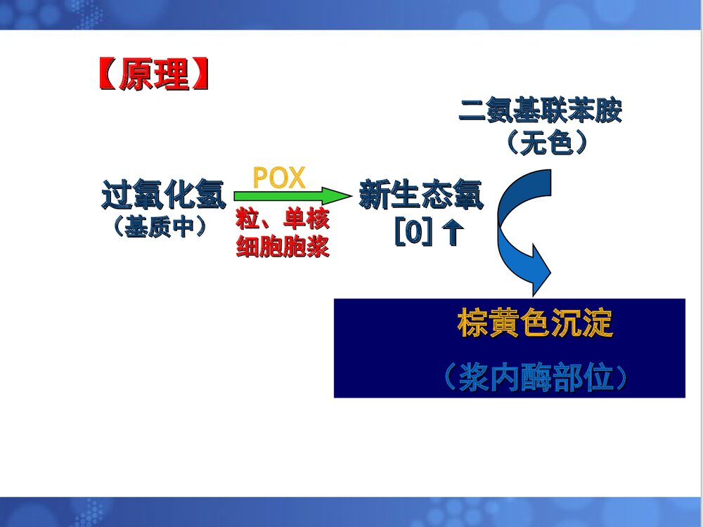 第三章 血细胞化学染色PPT课件下载(共73页)9