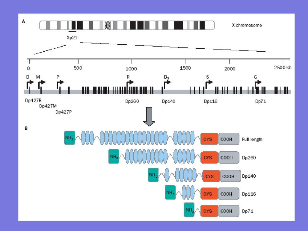 DMD基因诊断·进修生·给学生PPT课件下载8