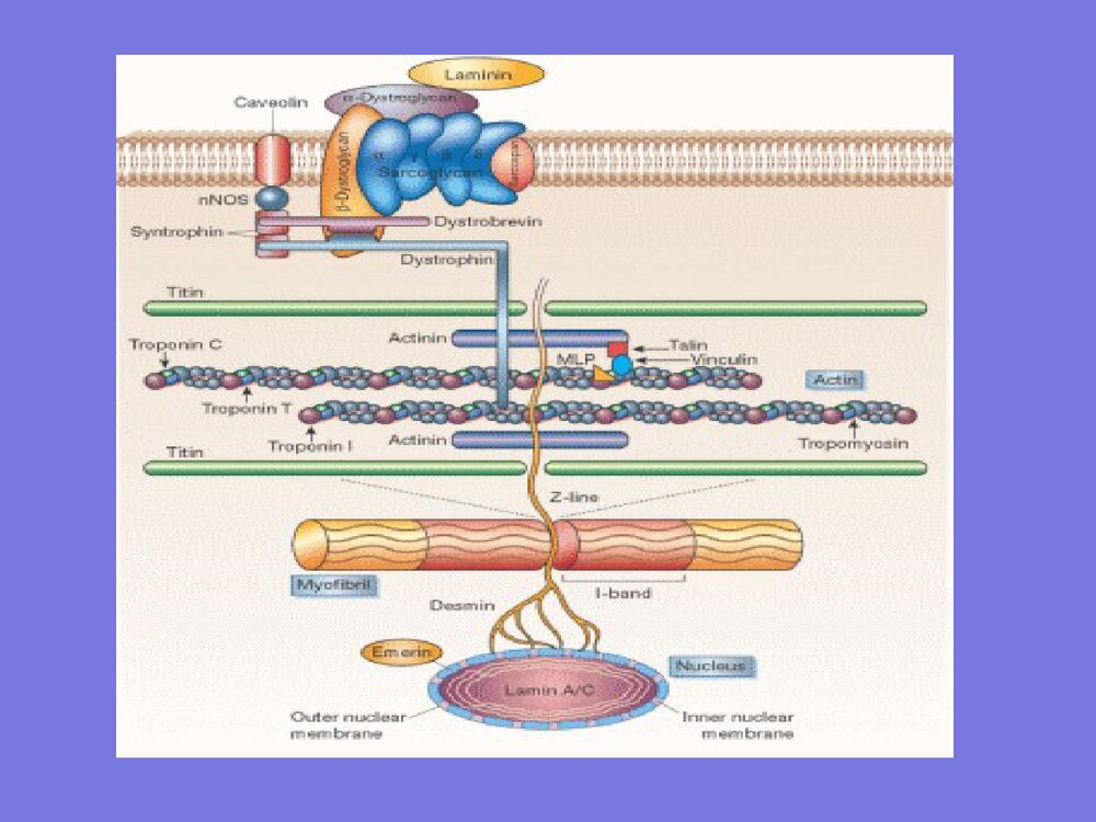 DMD基因诊断·进修生·给学生PPT课件下载9