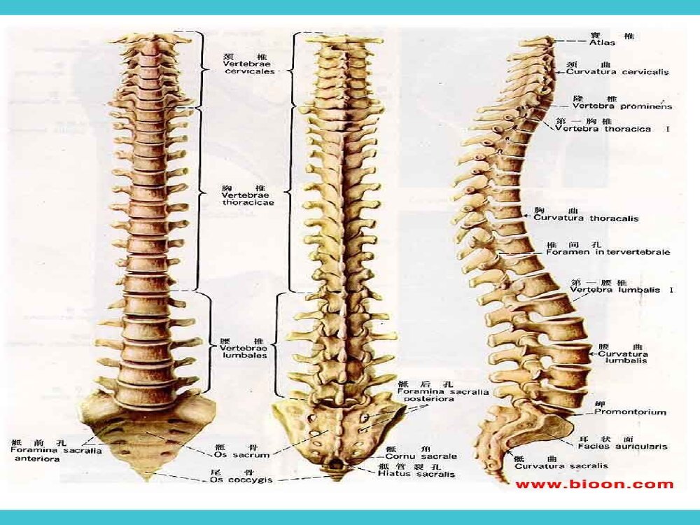 脊髓损伤截瘫平面的评估PPT课件下载2
