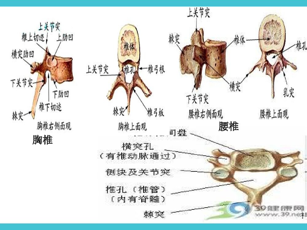脊髓损伤截瘫平面的评估PPT课件下载3