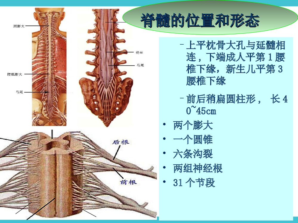 脊髓损伤截瘫平面的评估PPT课件下载4