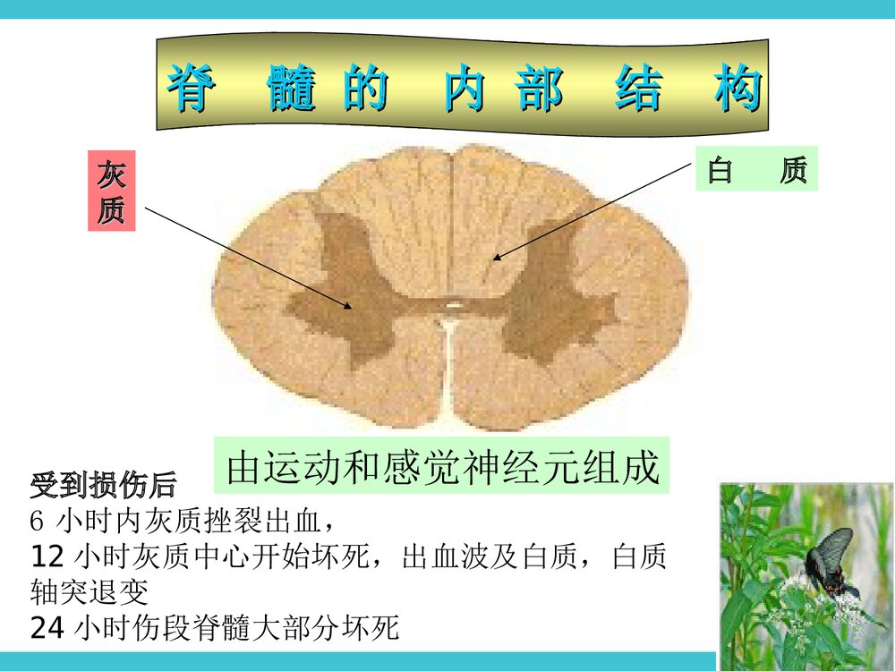 脊髓损伤截瘫平面的评估PPT课件下载5