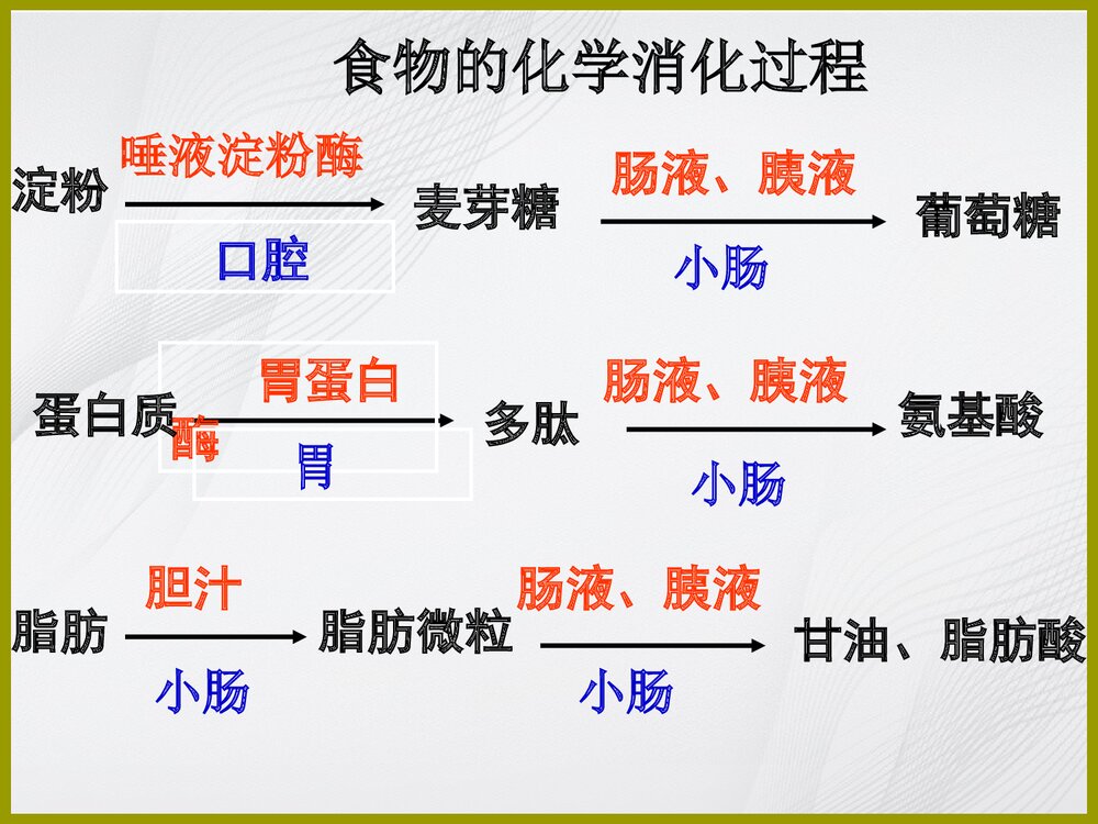 苏教版七年级下册生物期末复习课件PPT下载5