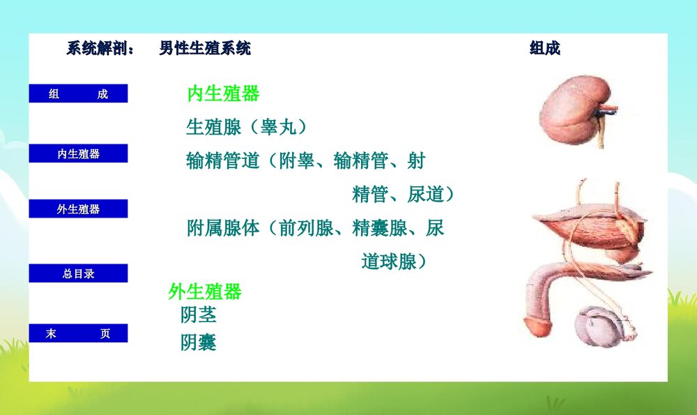 初中男生早期性教育PPT课件下载3