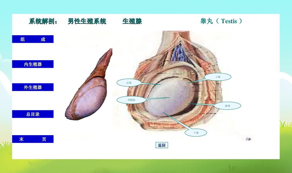 初中男生早期性教育PPT课件下载5