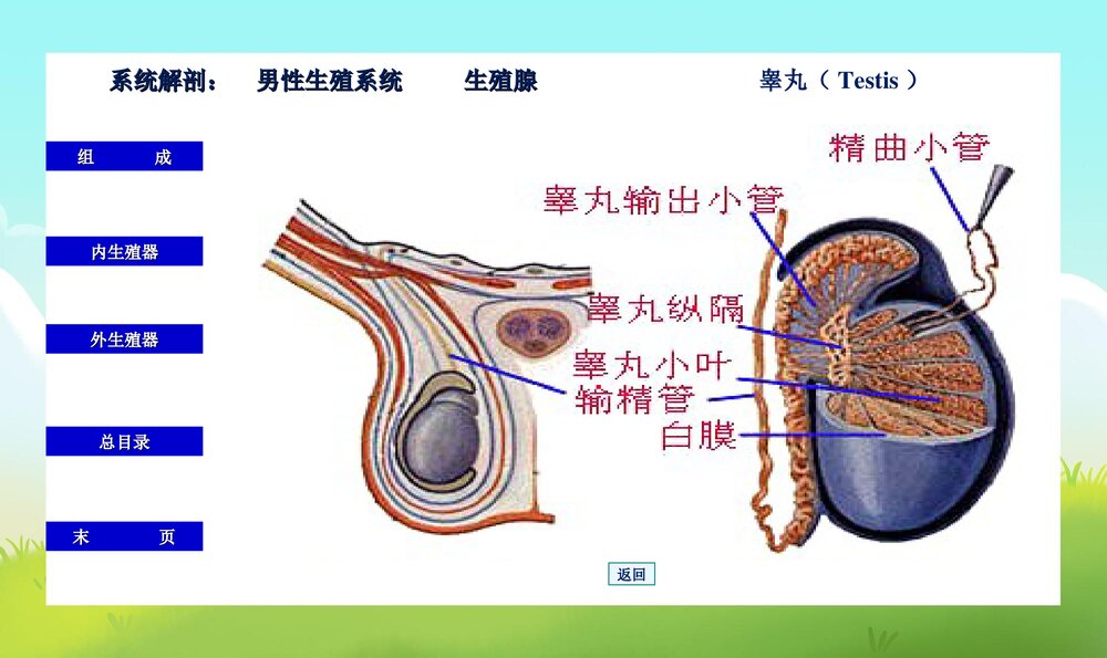 初中男生早期性教育PPT课件下载6