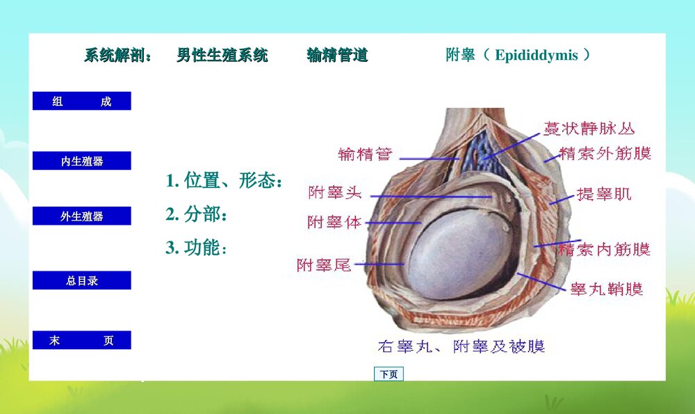 初中男生早期性教育PPT课件下载7