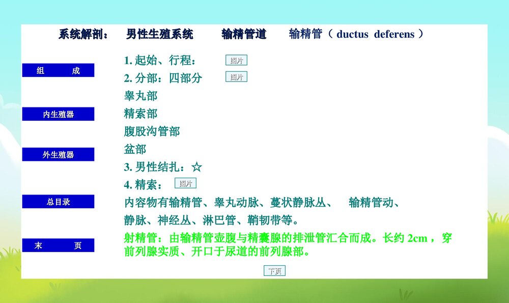 初中男生早期性教育PPT课件下载8