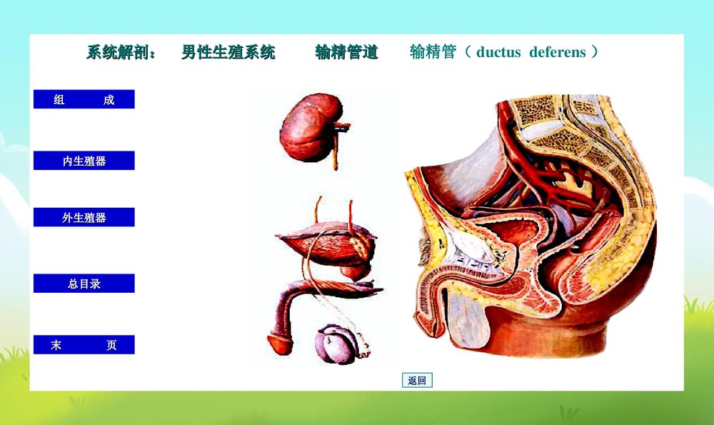 初中男生早期性教育PPT课件下载9