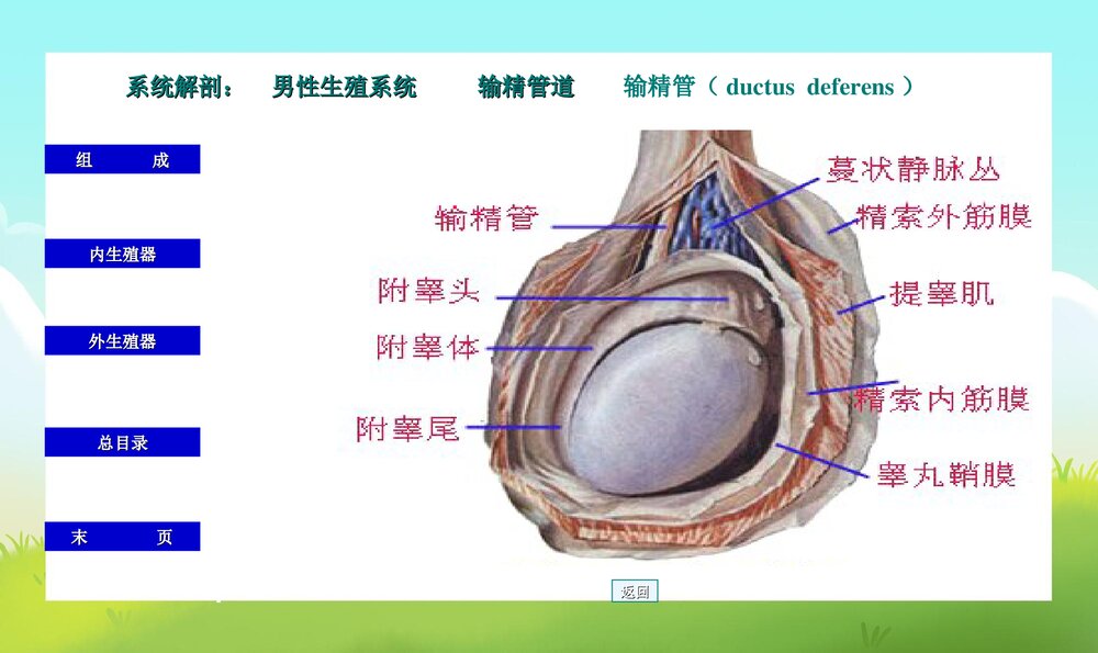 初中男生早期性教育PPT课件下载10