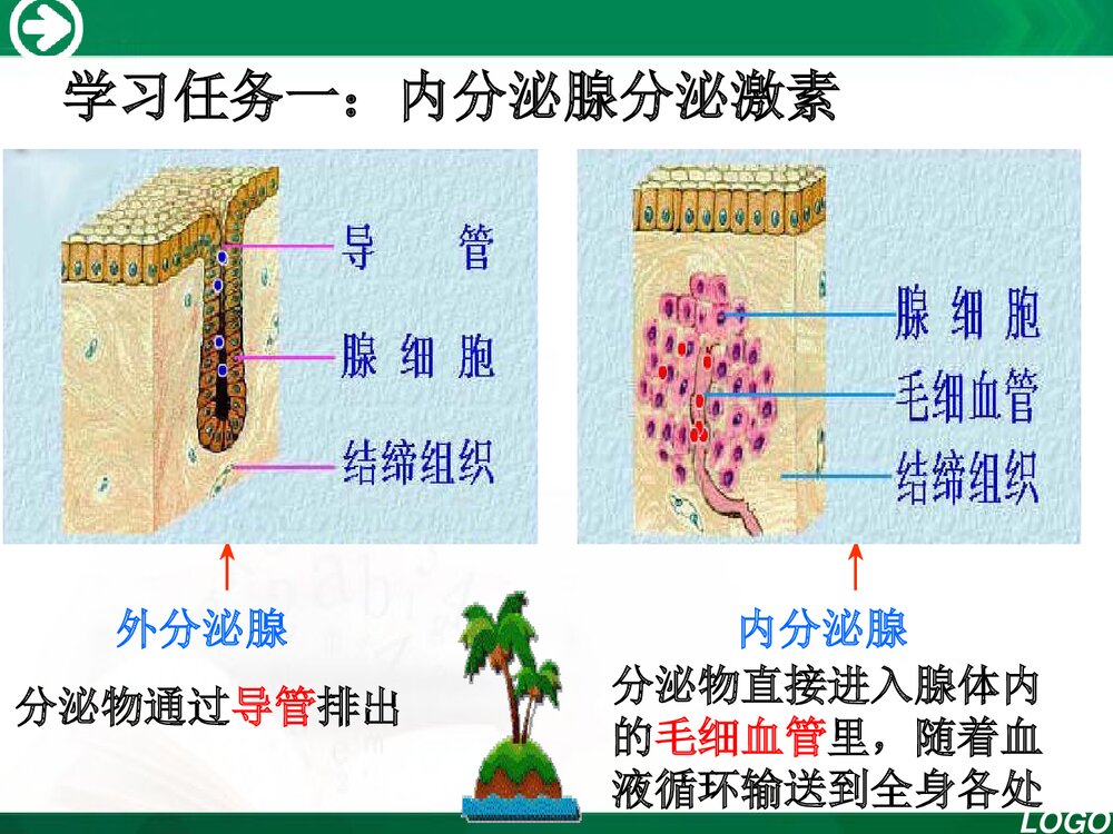 人教版七年级生物下册《第四单元 第六章 第四节 激素的调节》PPT课件下载4