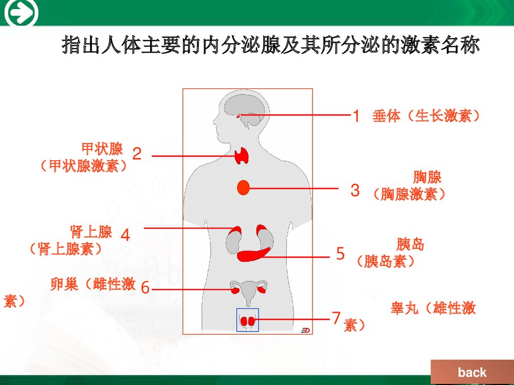 人教版七年级生物下册《第四单元 第六章 第四节 激素的调节》PPT课件下载6