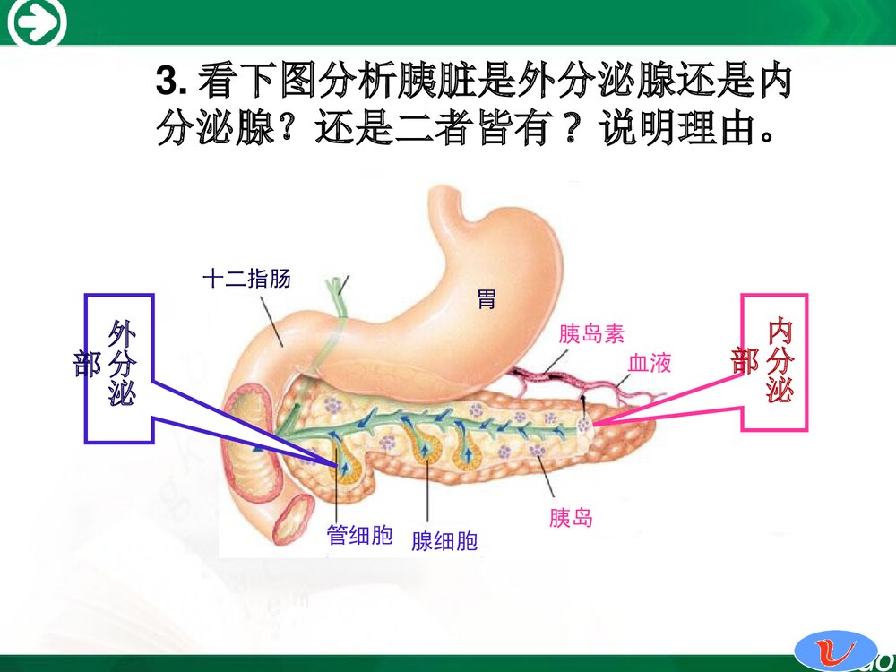 人教版七年级生物下册《第四单元 第六章 第四节 激素的调节》PPT课件下载7