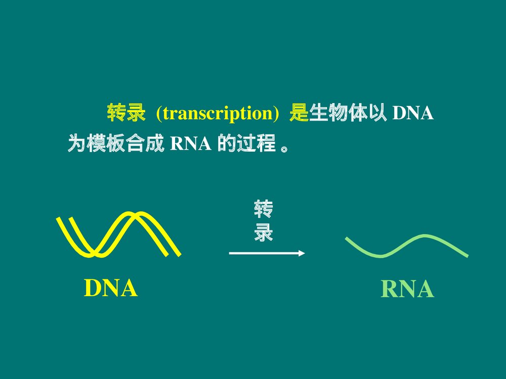 生物化学 第11章 RNA的生物合成PPT课件下载4