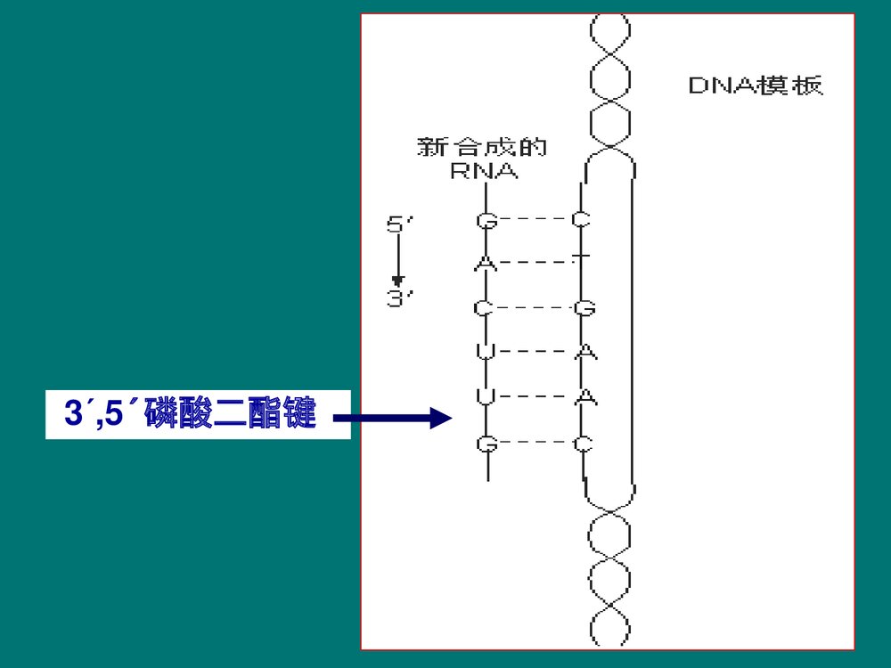 生物化学 第11章 RNA的生物合成PPT课件下载5