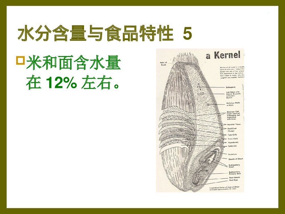 食品化学·第一章·水分PPT课件下载8