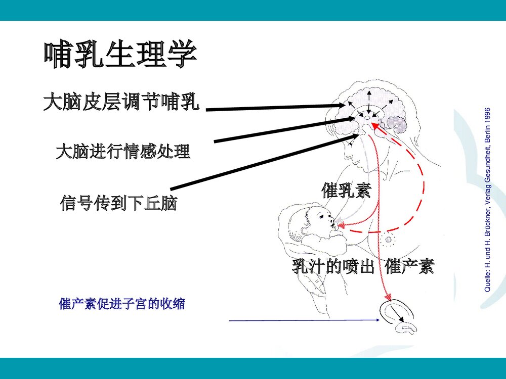 母乳喂养·母亲问题PPT课件下载3