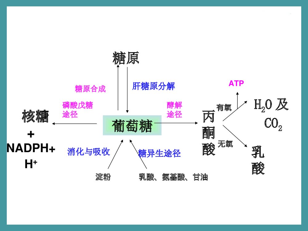 生物化学检验·第三章·糖代谢紊乱PPT课件下载7