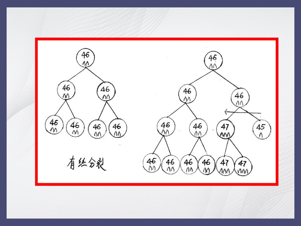 21三体综合征PPT课件下载(共28页·内容可修改编辑)8