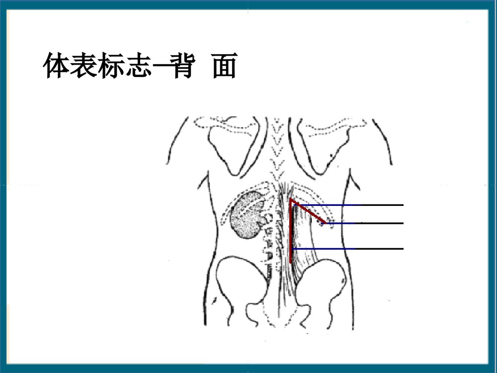 腹部体格检查课件PPT下载6