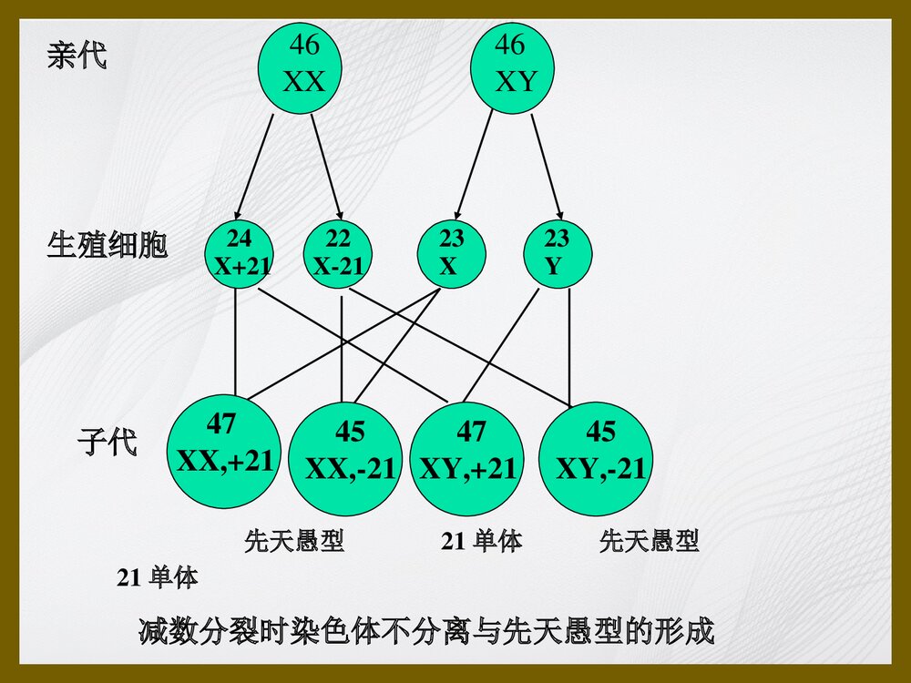 21 三体综合征、苯丙酮尿症PPT课件下载(共35页)4